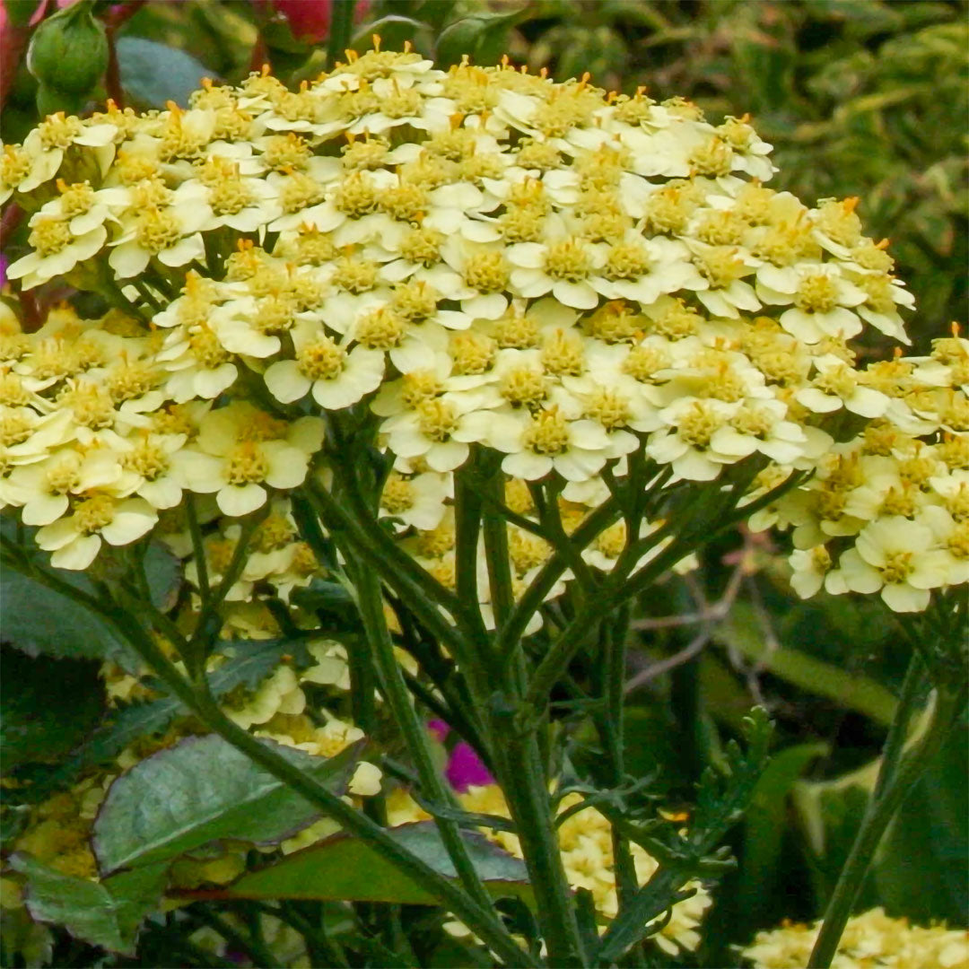 Achillea 'Martina'