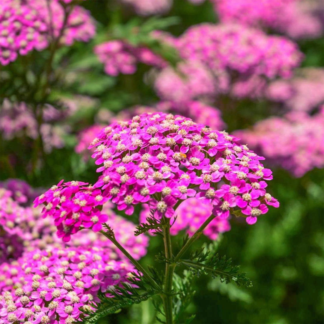 Achillea millefolium 'Cerise Queen'