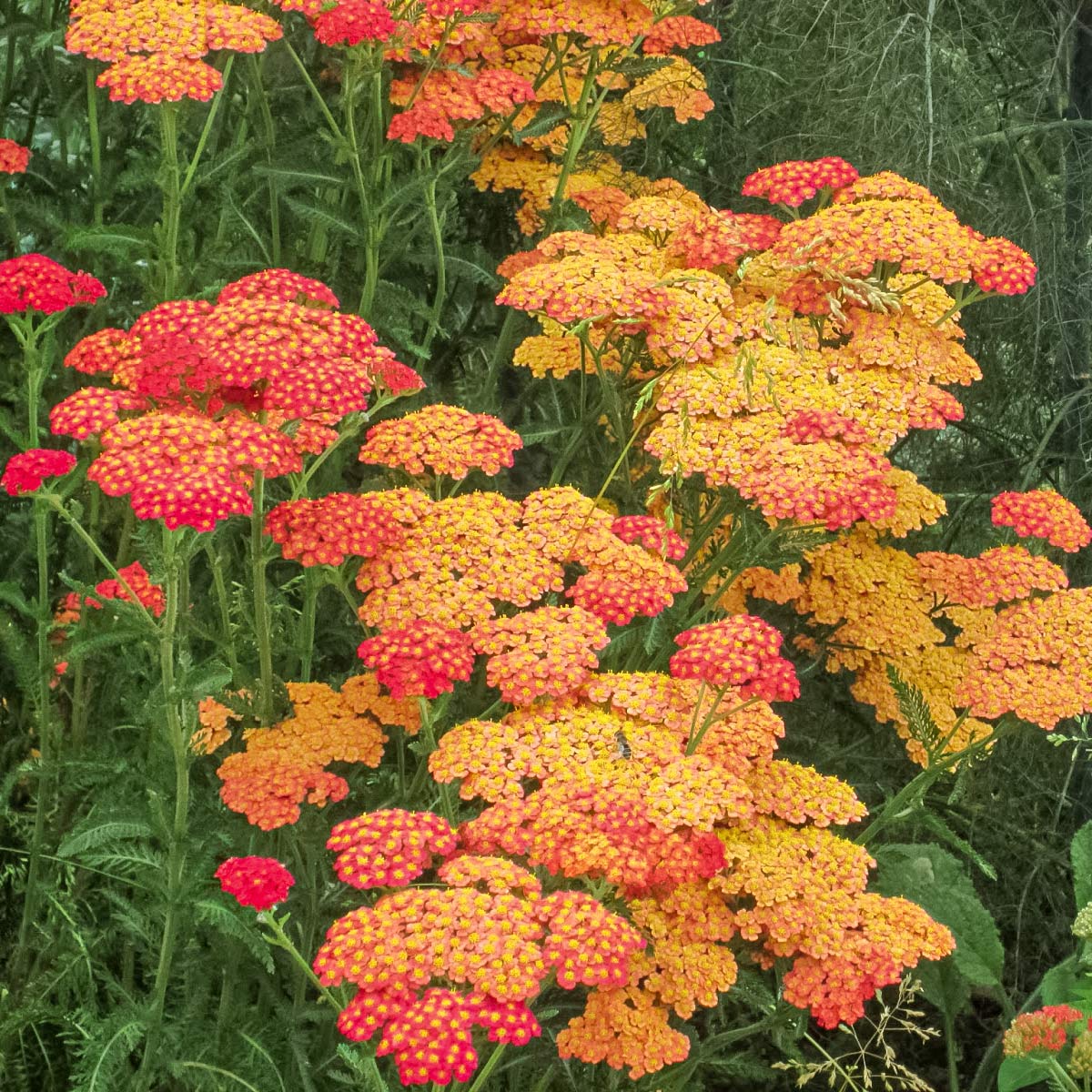 Achillea 'Forncett Fletton'