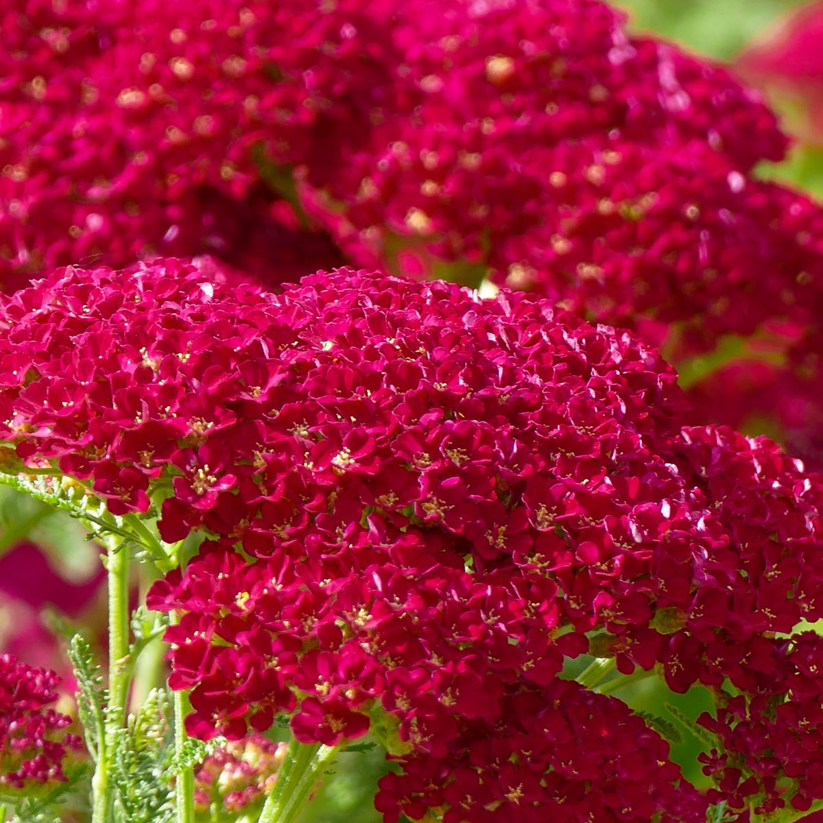 Achillea 'Rose Madder'