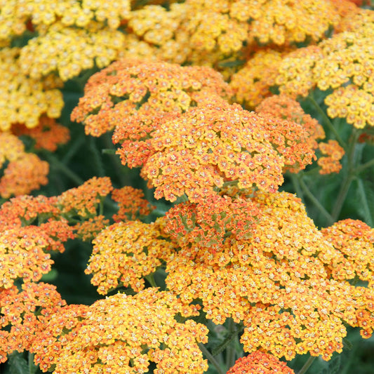 Achillea millefolium 'Terracotta'