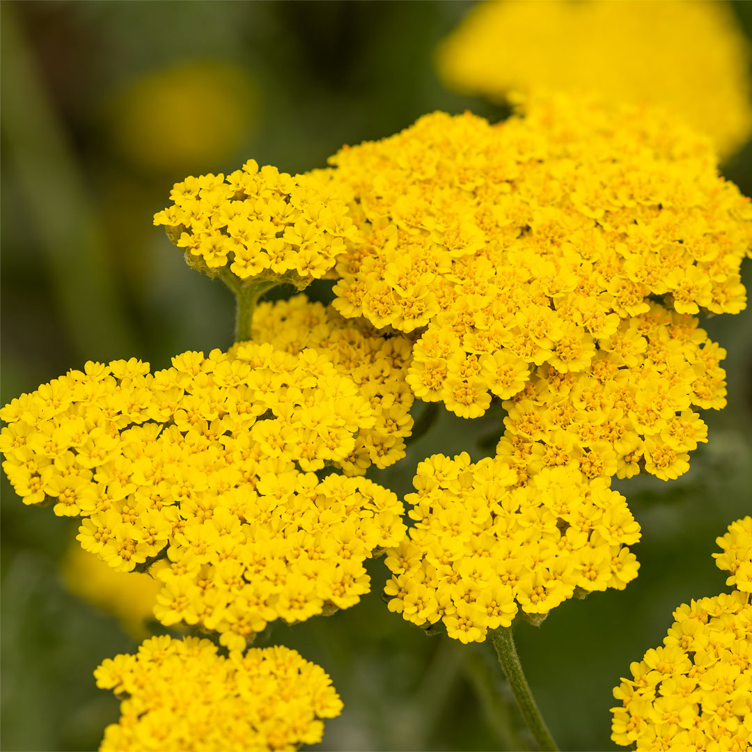 Achillea 'Moonshine'