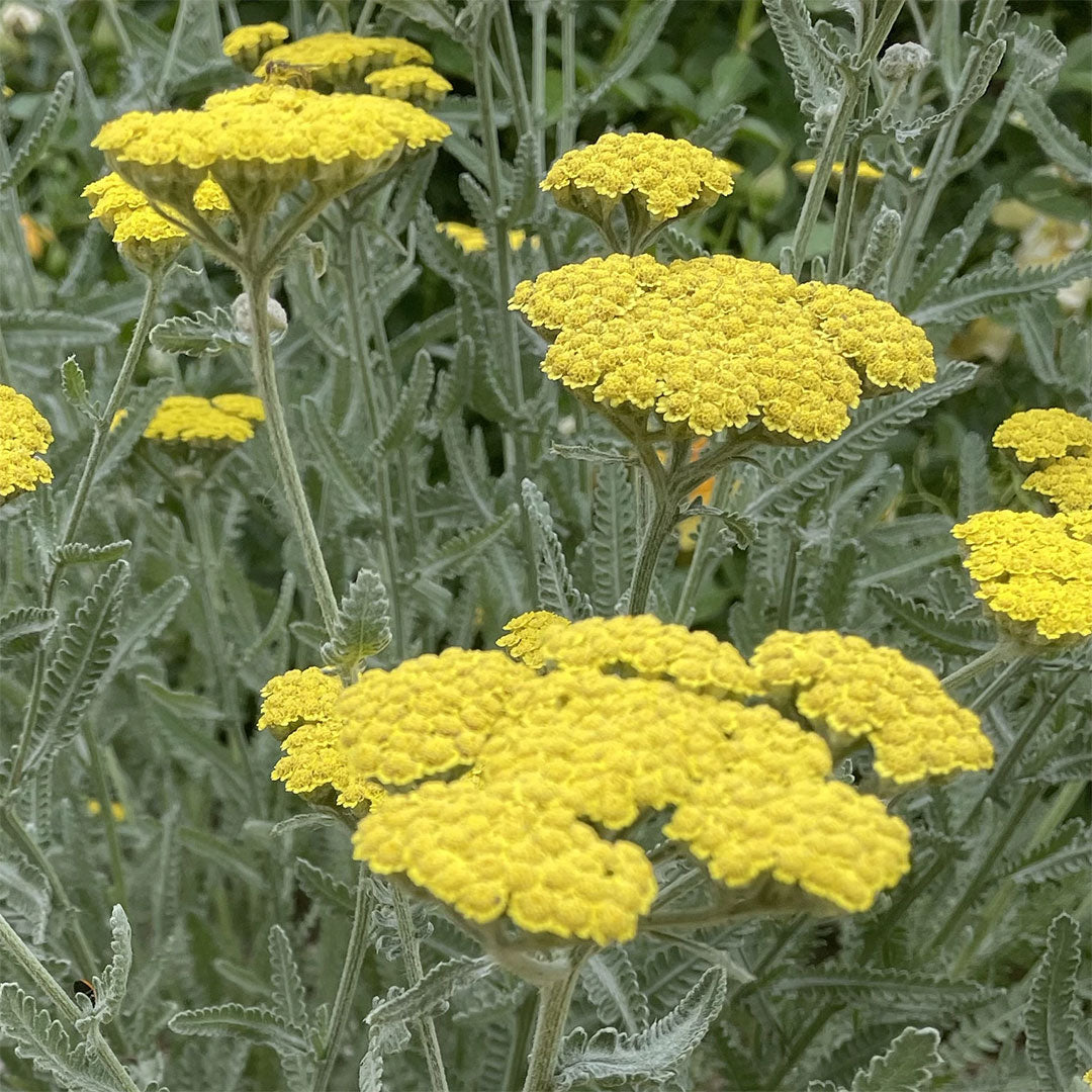 Achillea 'Taygetea'