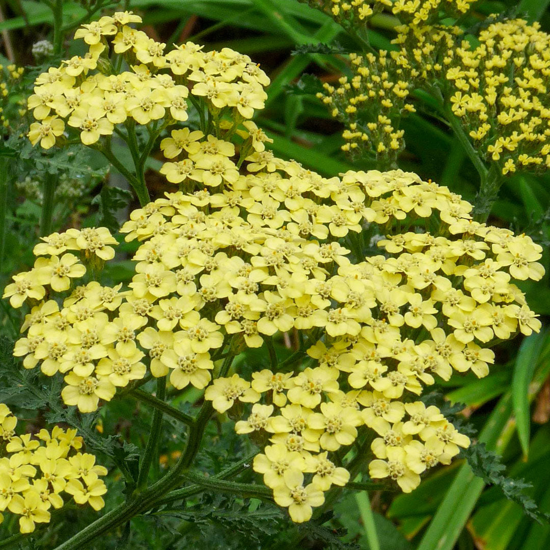 Achillea Credo