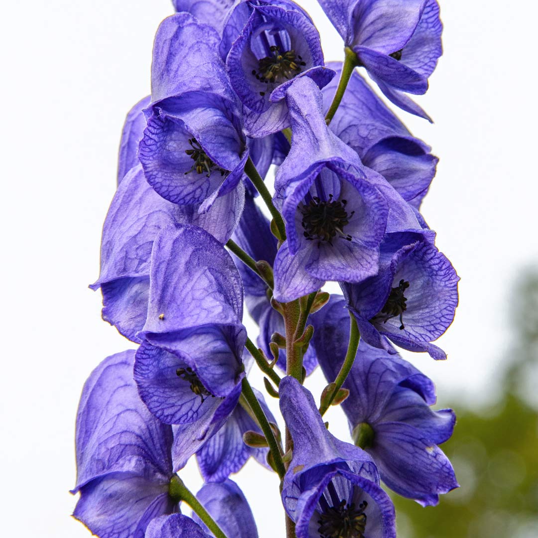 Aconitum carmichaelii 'Arendsii'