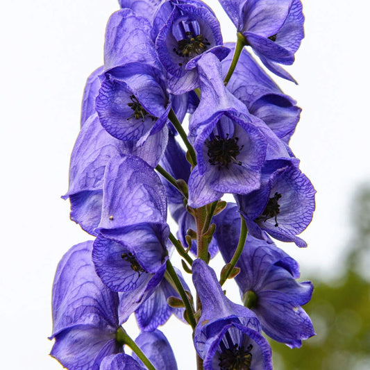 Aconitum carmichaelii 'Arendsii'