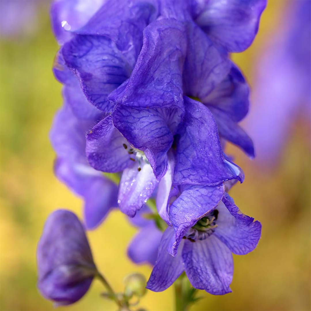 Aconitum carmichaelii 'Arendsii'