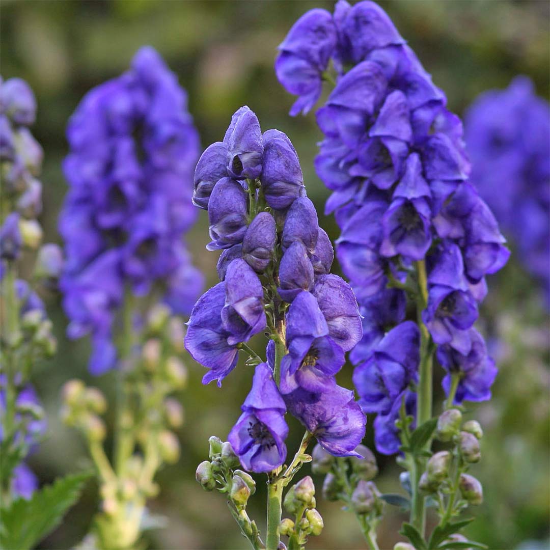 Aconitum carmichaelii 'Arendsii'