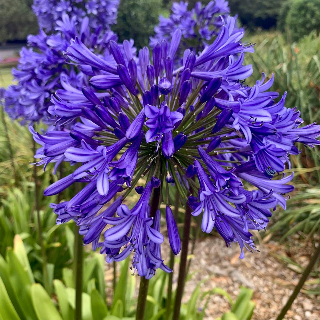 Agapanthus 'Black Pantha' (African Lily)