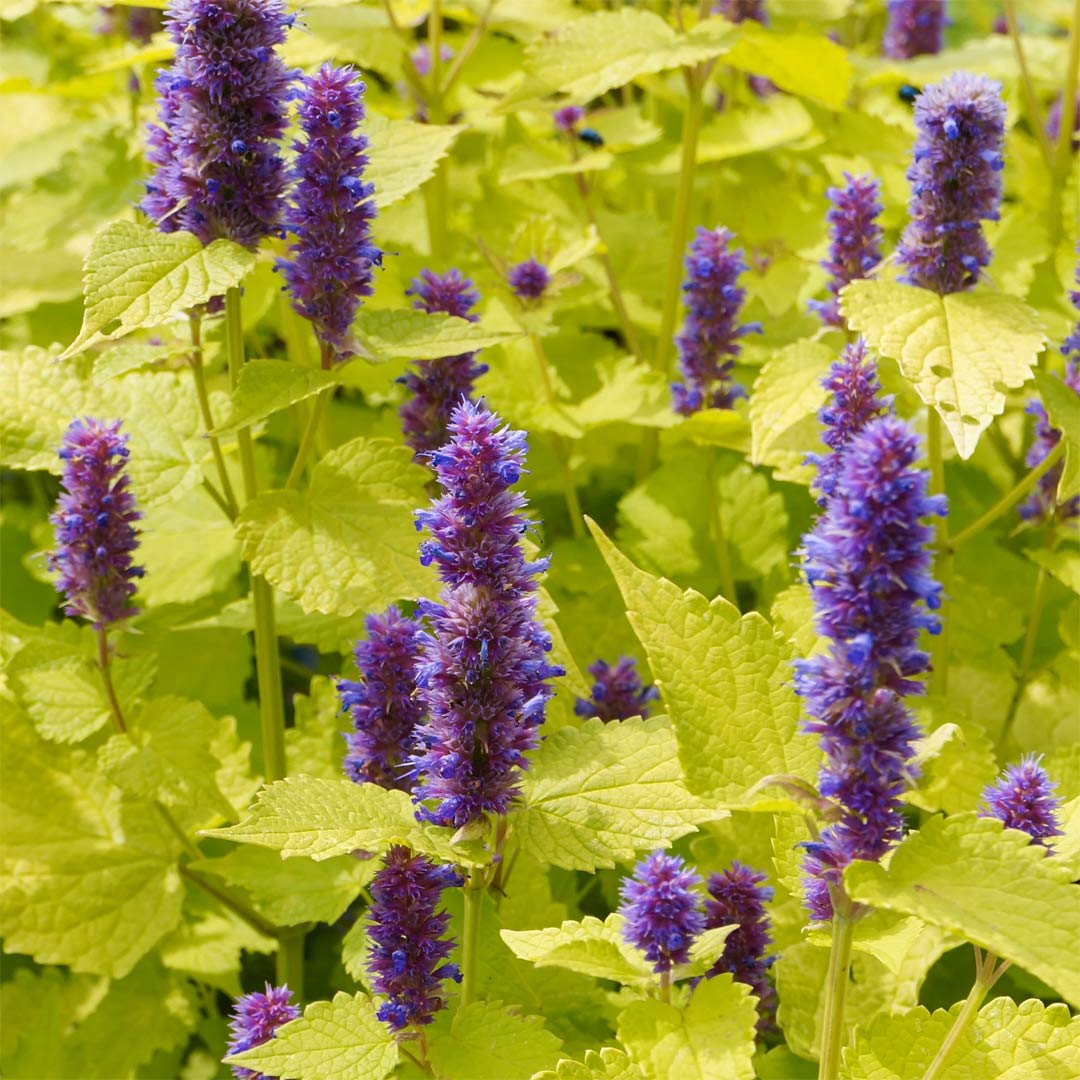 Agastache foeniculum 'Golden Jubilee'