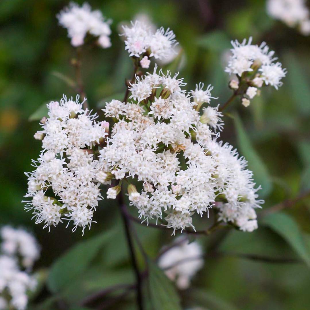 Ageratina altissima 'Chocolate' flowers
