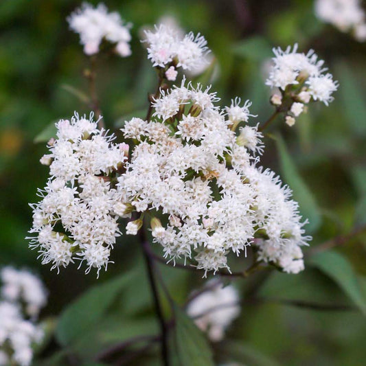 Ageratina altissima 'Chocolate' flowers