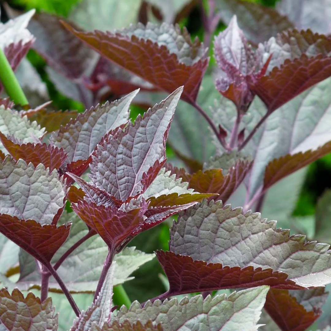 Ageratina altissima 'Chocolate' leaves