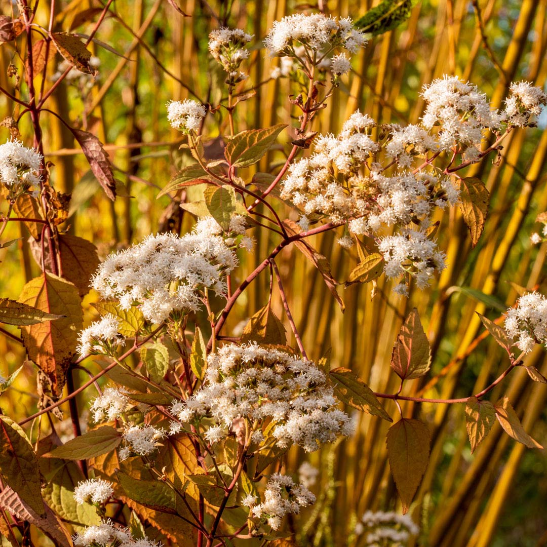 Ageratina altissima 'Chocolate' in November at Barnsdale Gardens. Cornus behind.