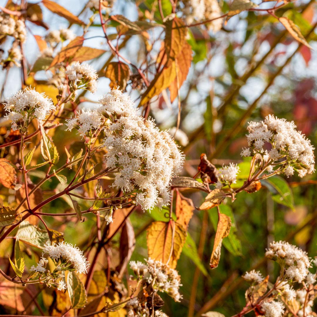 Ageratina altissima 'Chocolate' in November at Barnsdale Gardens