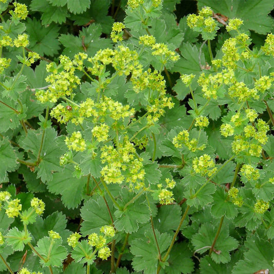 Alchemilla erythropoda