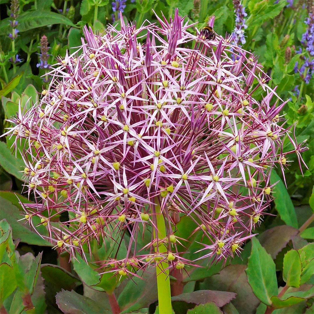 Allium christophii