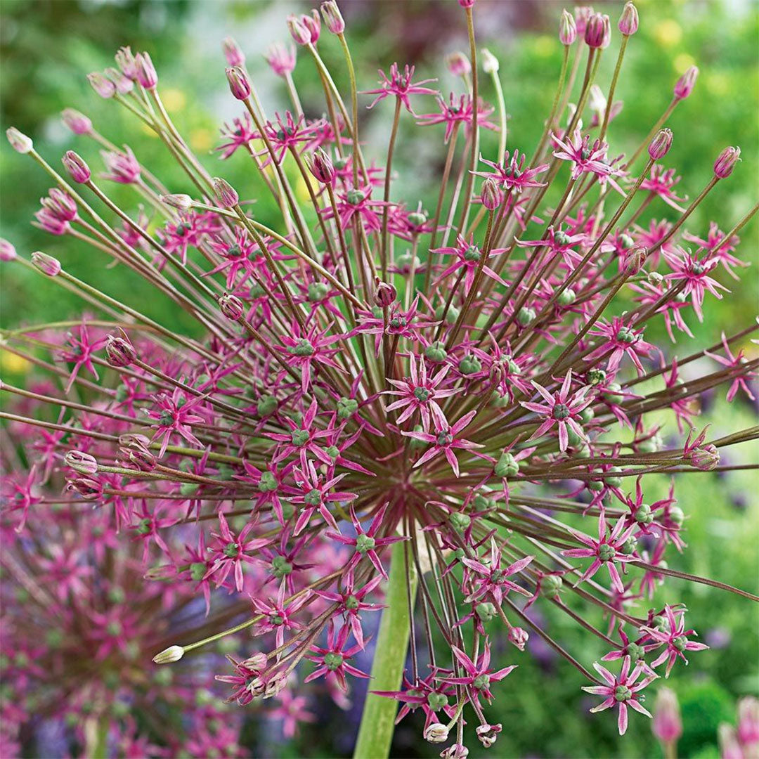 Allium schubertii