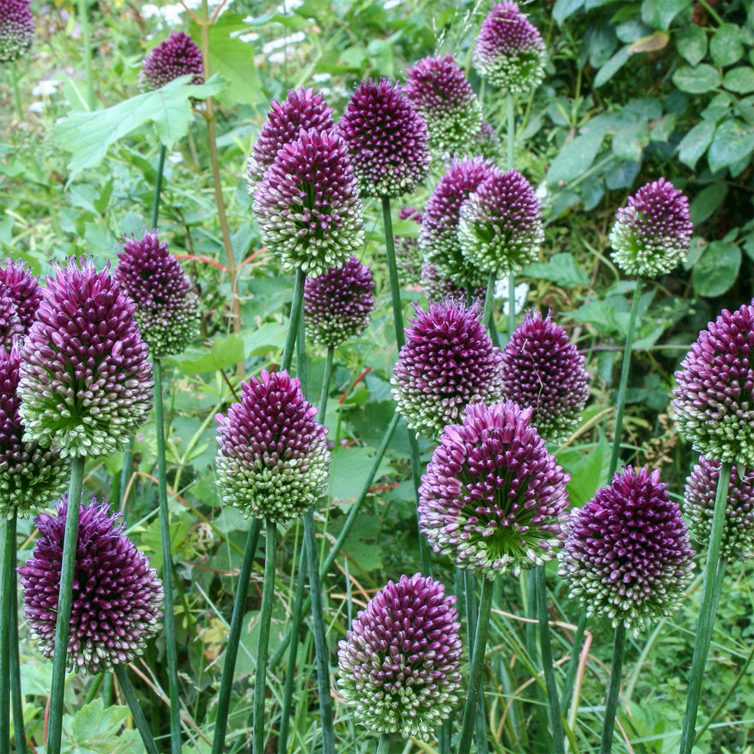 Allium sphaerocephalum