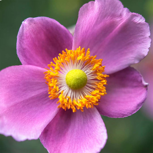 Anemone hupehensis 'Hadspen Abundance'