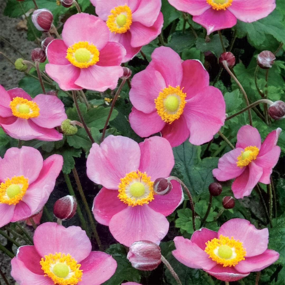 Anemone hupehensis 'Hadspen Abundance'