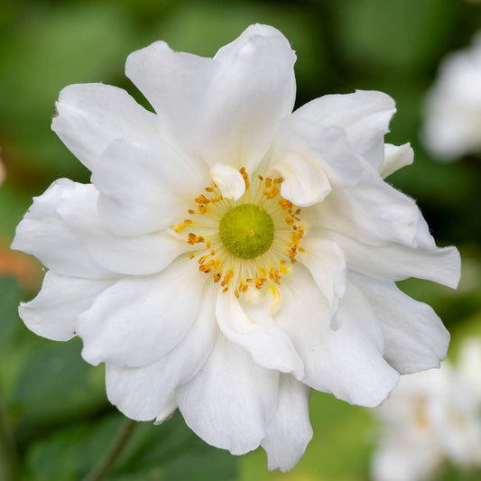 Anemone x hybrida 'Whirlwind' (Japanese Anemone)