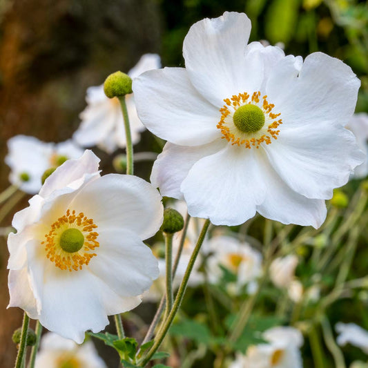 Anemone x hybrida 'Honorine Jobert' (Japanese Anemone)