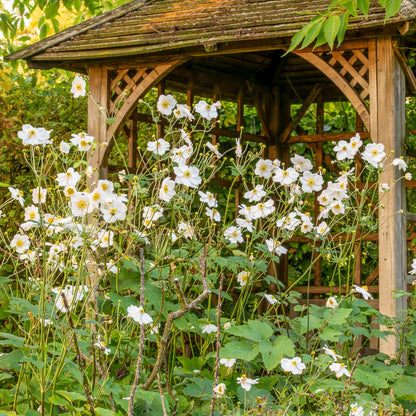 Japanese Anemone - Anemone x hybrida 'Honorine Jobert' - in front of the arbour in the Rose Garden at Barnsdale Gardens