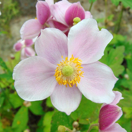 Anemone x hybrida 'September Charm'