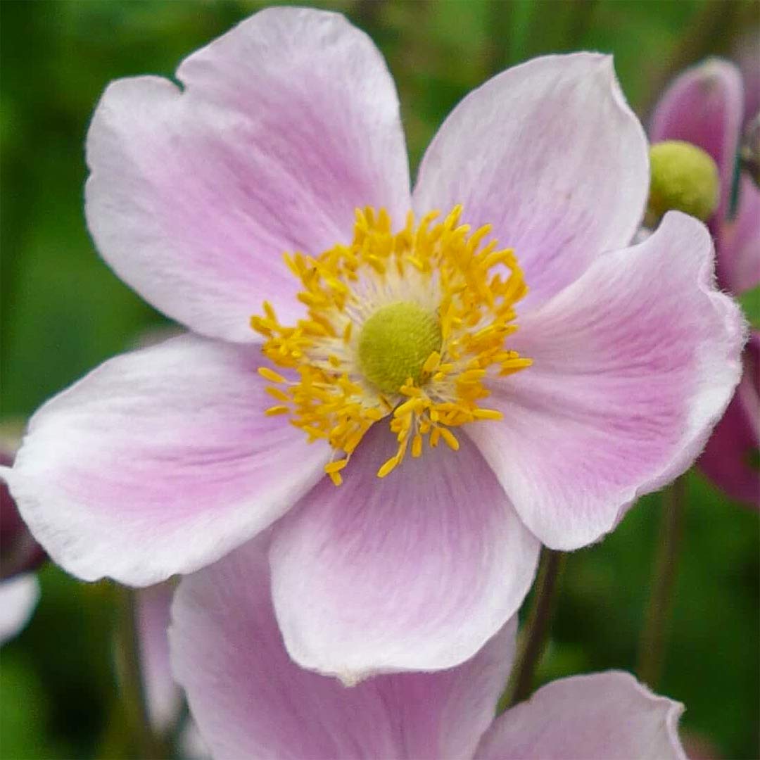 anemone hupehensis september charm