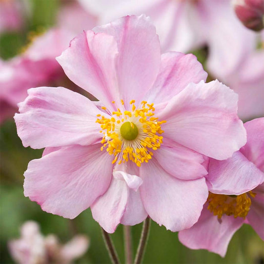 Anemone x hybrida 'Queen Charlotte'