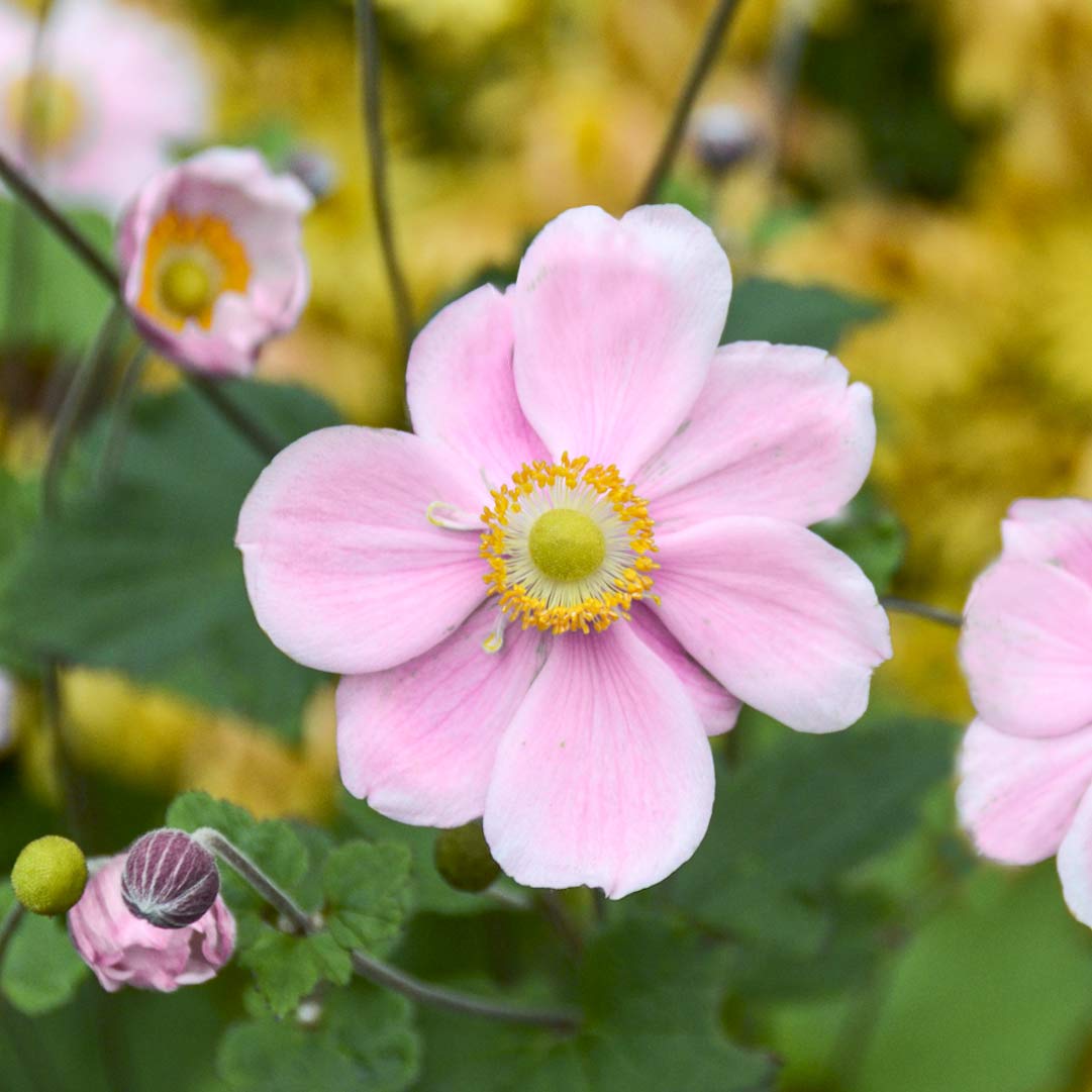 Anemone x hybrida 'Queen Charlotte'