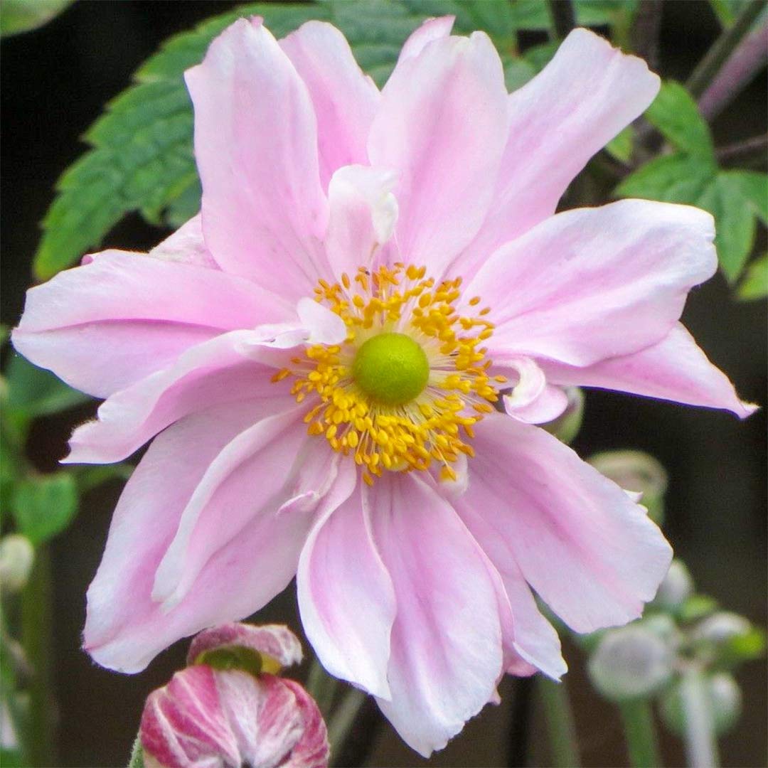 Anemone x hybrida 'Queen Charlotte'