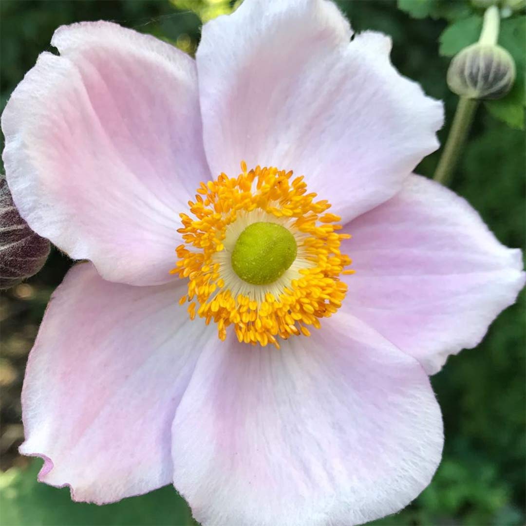 Anemone x hybrida 'Robustissima'