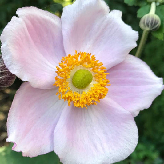 Anemone x hybrida 'Robustissima'