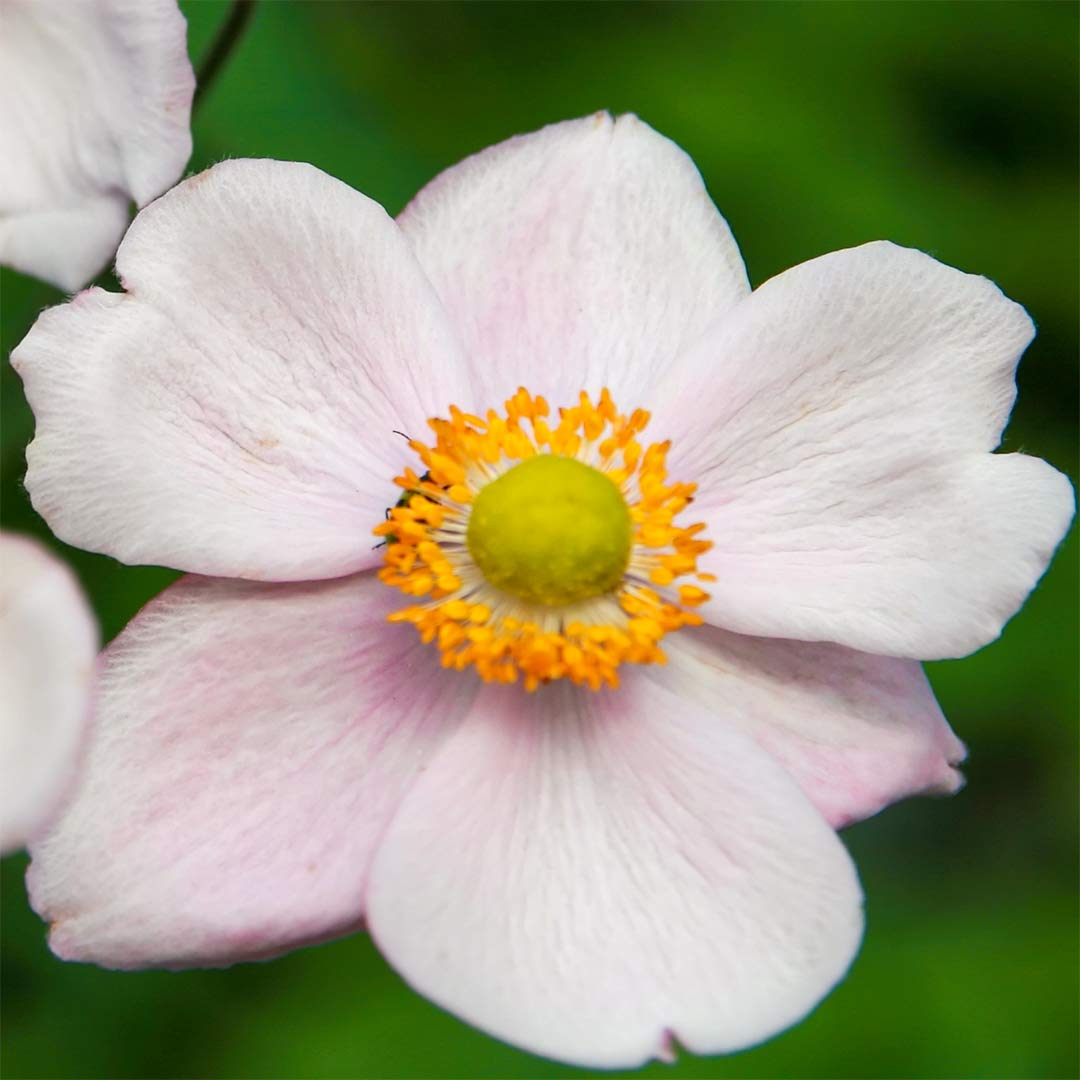 Anemone x hybrida 'Robustissima'