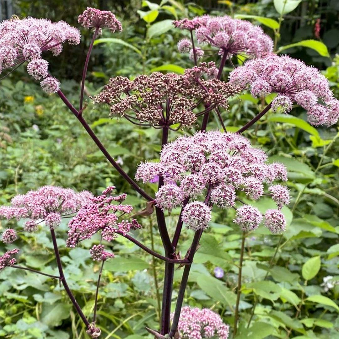 Angelica sylvestris 'Vicar's Mead'
