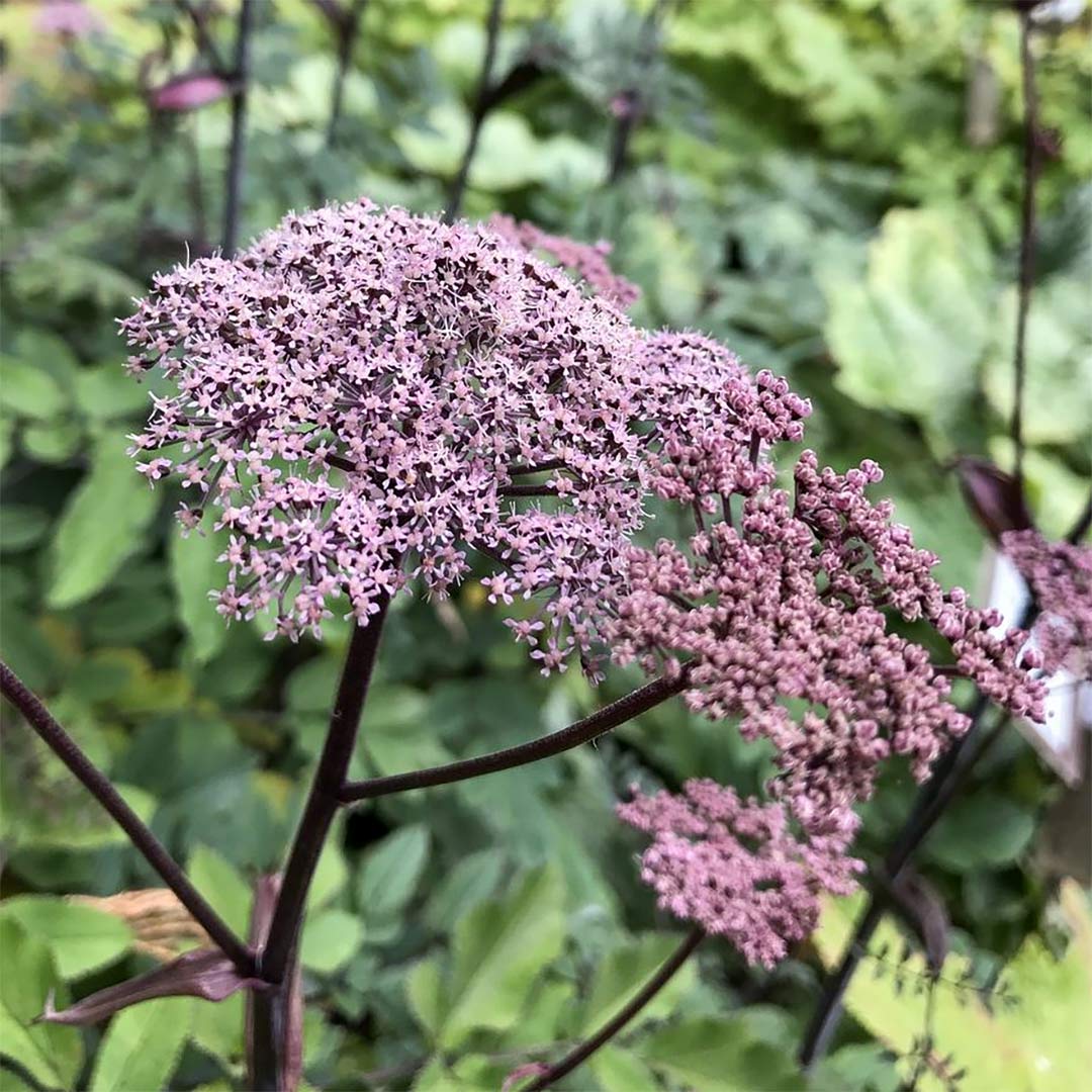 Angelica sylvestris 'Vicar's Mead'