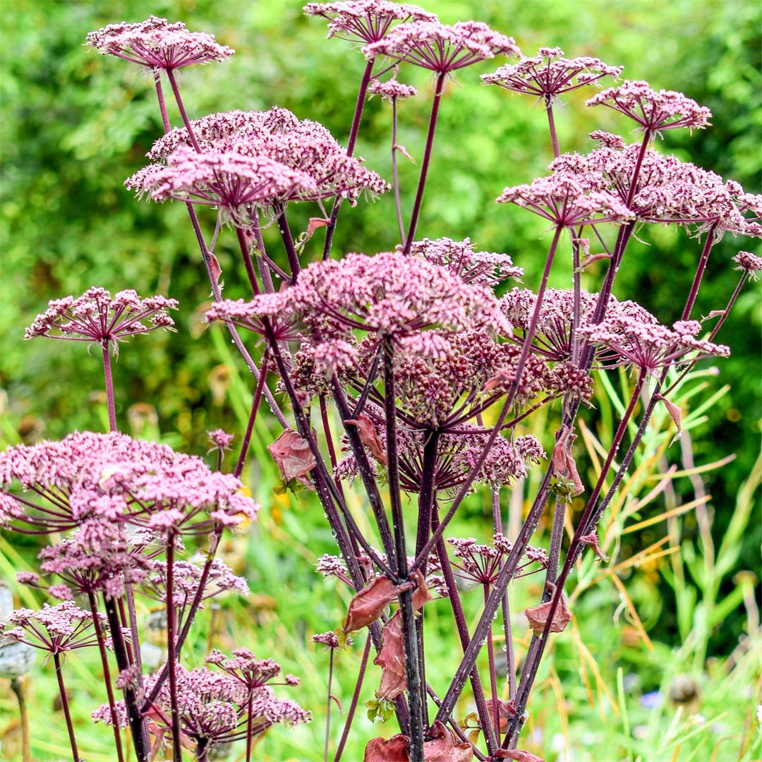 Angelica sylvestris 'Vicar's Mead'
