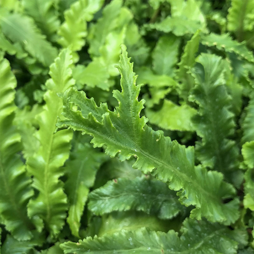 Asplenium scolopendrium 'Angustatum'