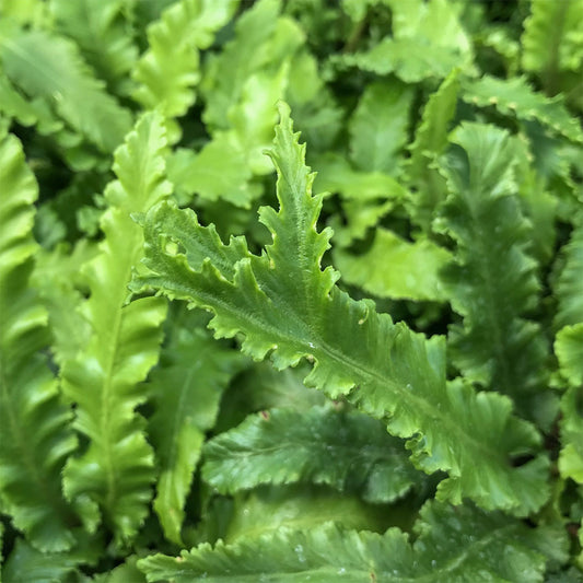 Asplenium scolopendrium 'Angustatum'