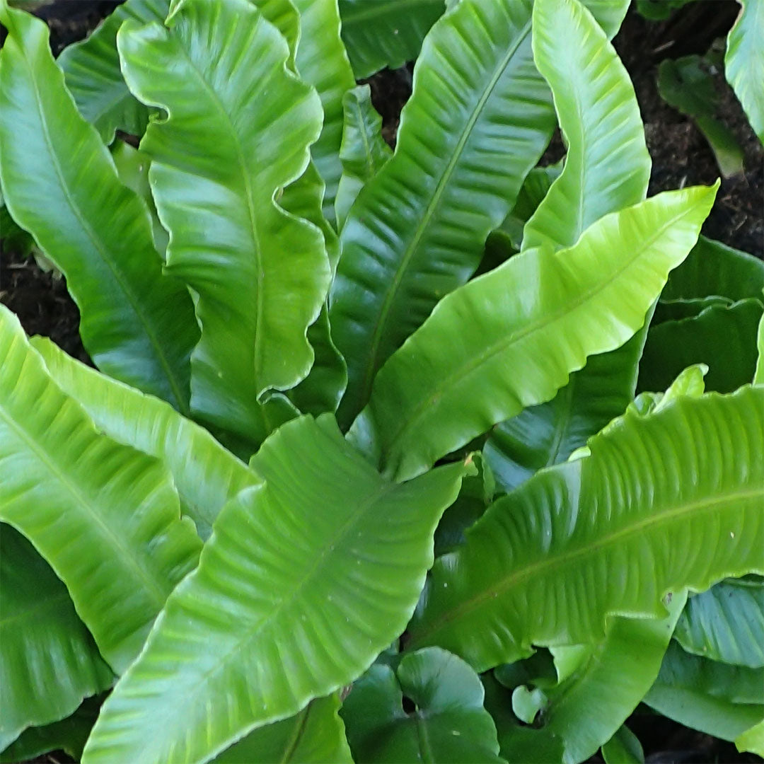 Asplenium scolopendrium 'Angustifolia'