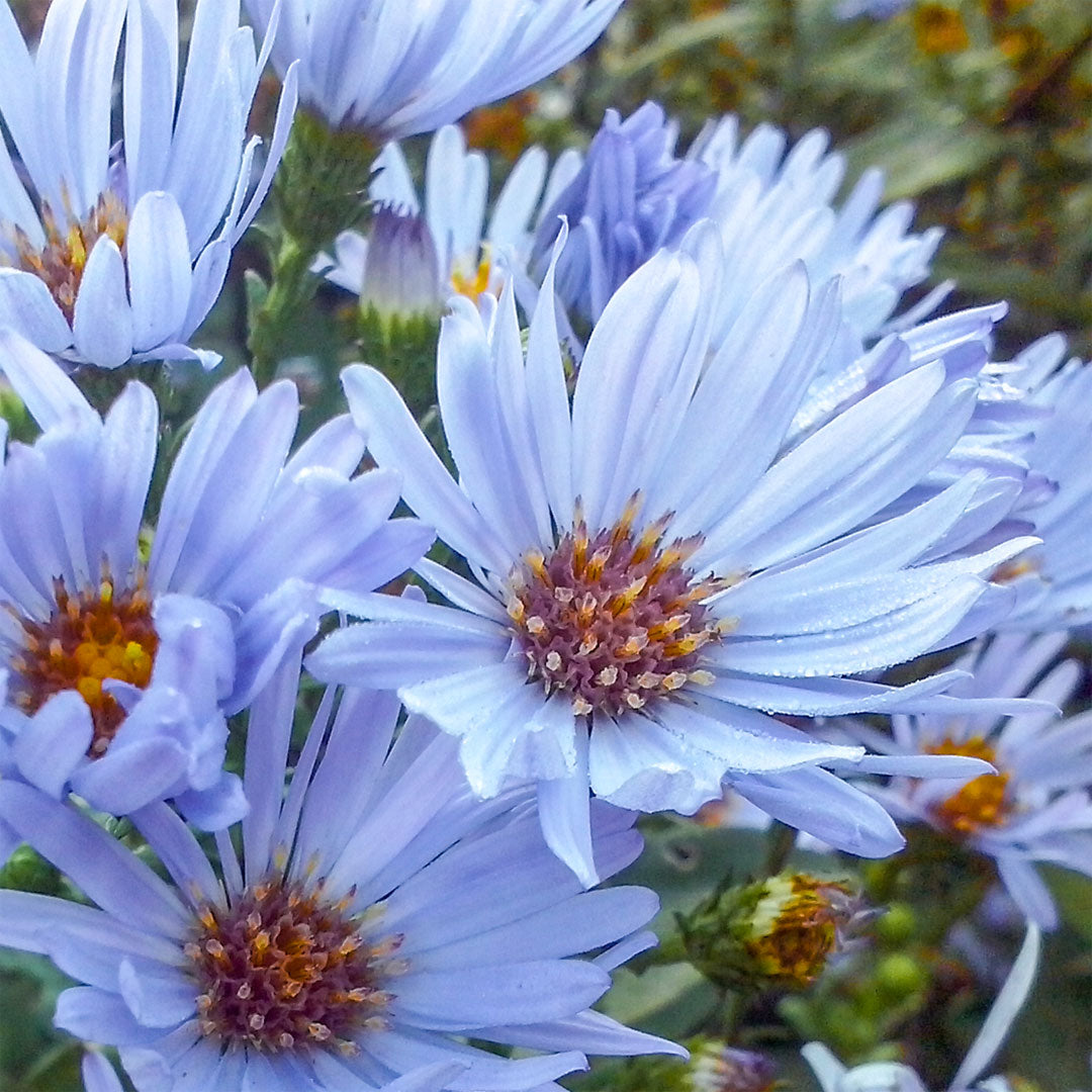 Symphyotrichum laeve ‘Calliope’ (Aster)