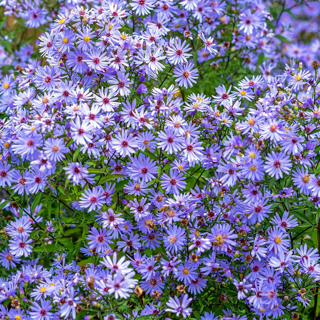 Symphyotrichum 'Little Carlow' (Aster)