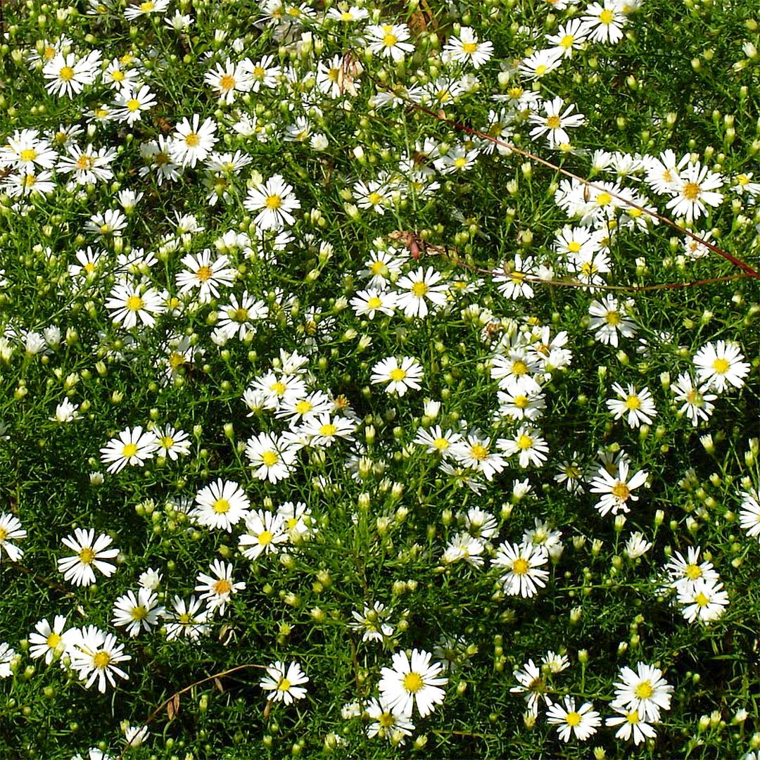 Symphyotrichum tradescantii (Aster)