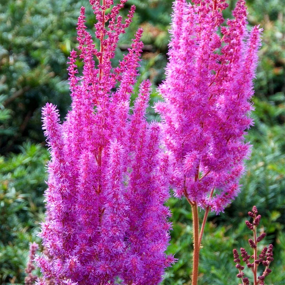 Astilbe chinensis 'Purperkerze'