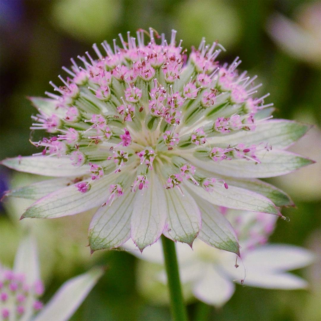 Astrantia 'Buckland'