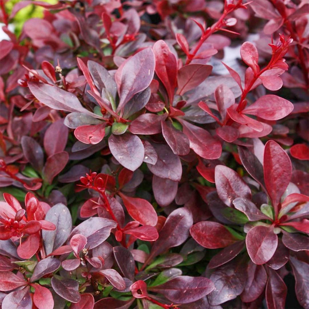Berberis thunbergii 'Atropurpurea Nana'