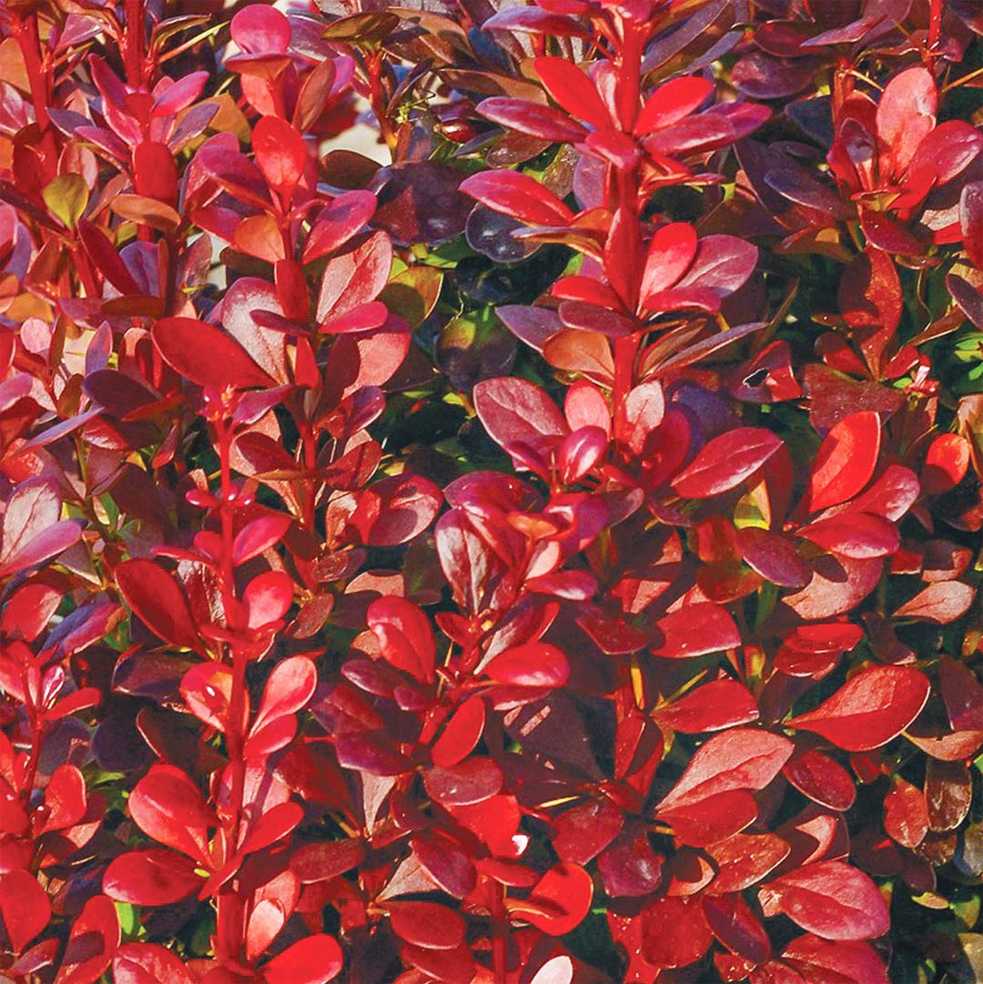 Berberis thunbergii 'Red Torch'
