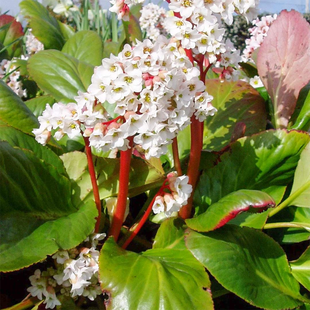 Bergenia 'Bressingham White'